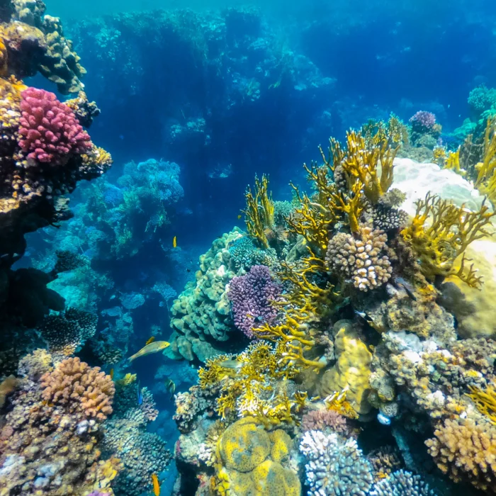 Sataya Resort Marsa Alam underwater